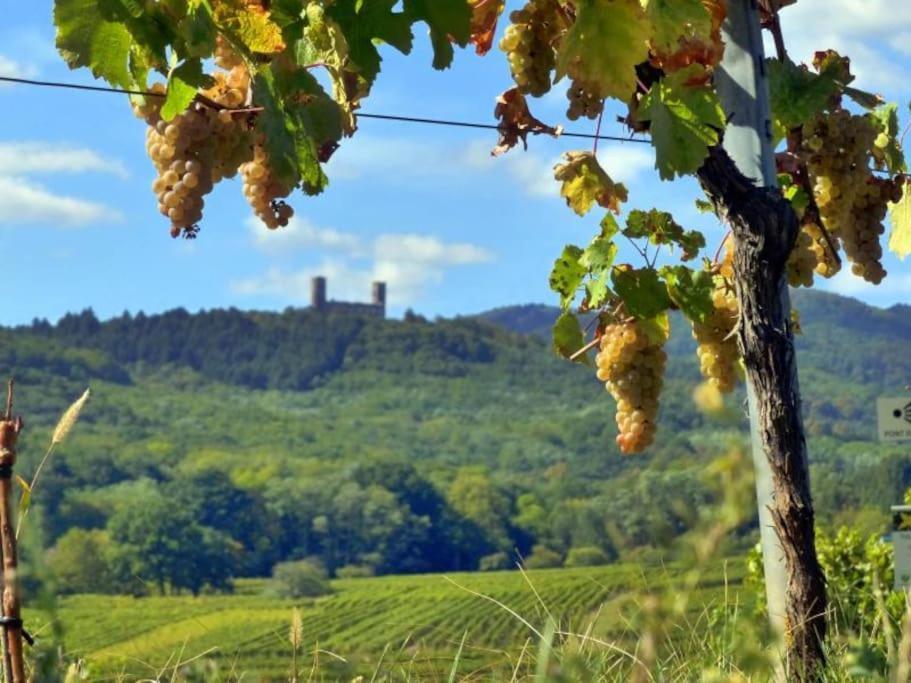Appartement Cosy - Centre De Barr - Route Des Vins Luaran gambar