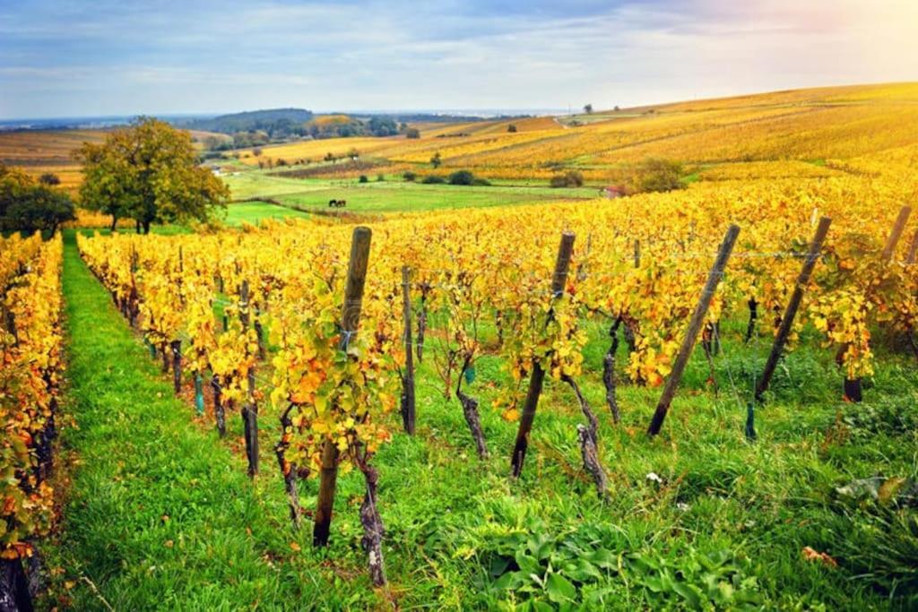 Appartement Cosy - Centre De Barr - Route Des Vins Luaran gambar
